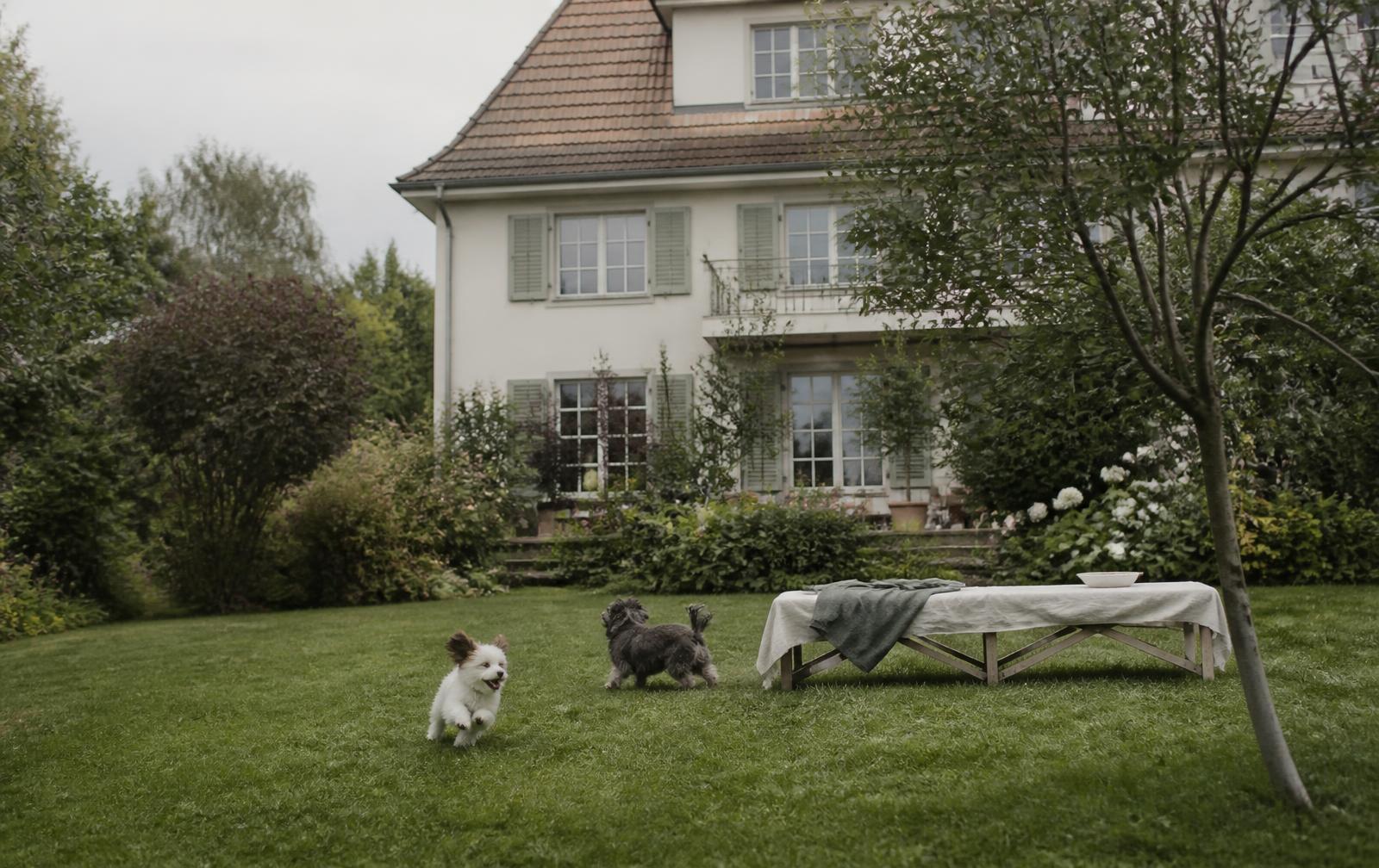 Kleine Hunde spielen im Garten eines Landhauses